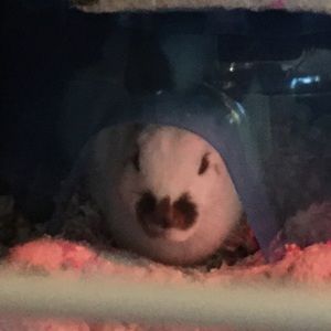 Meet your Posher, Mark